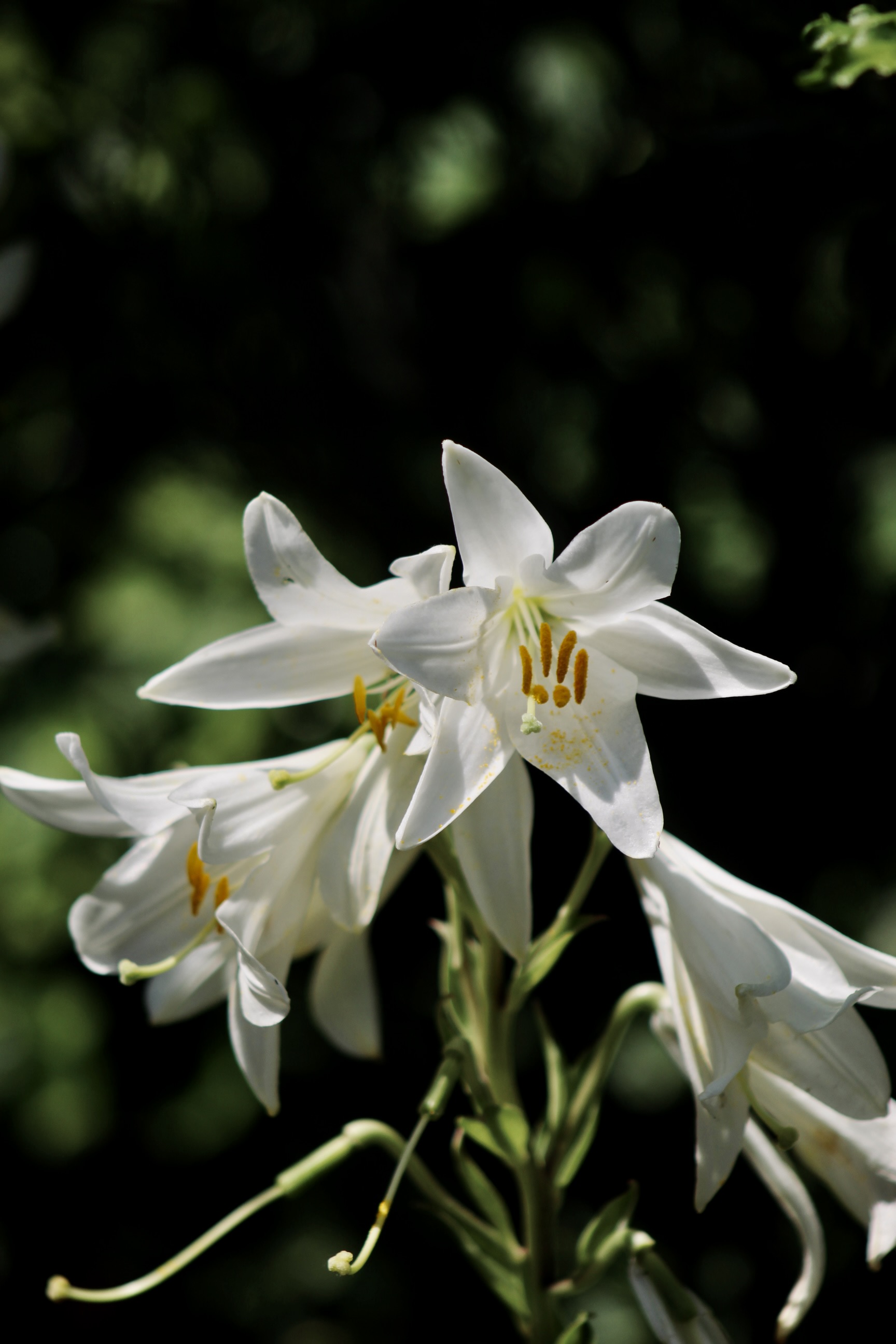 IMG_5459.jpeg