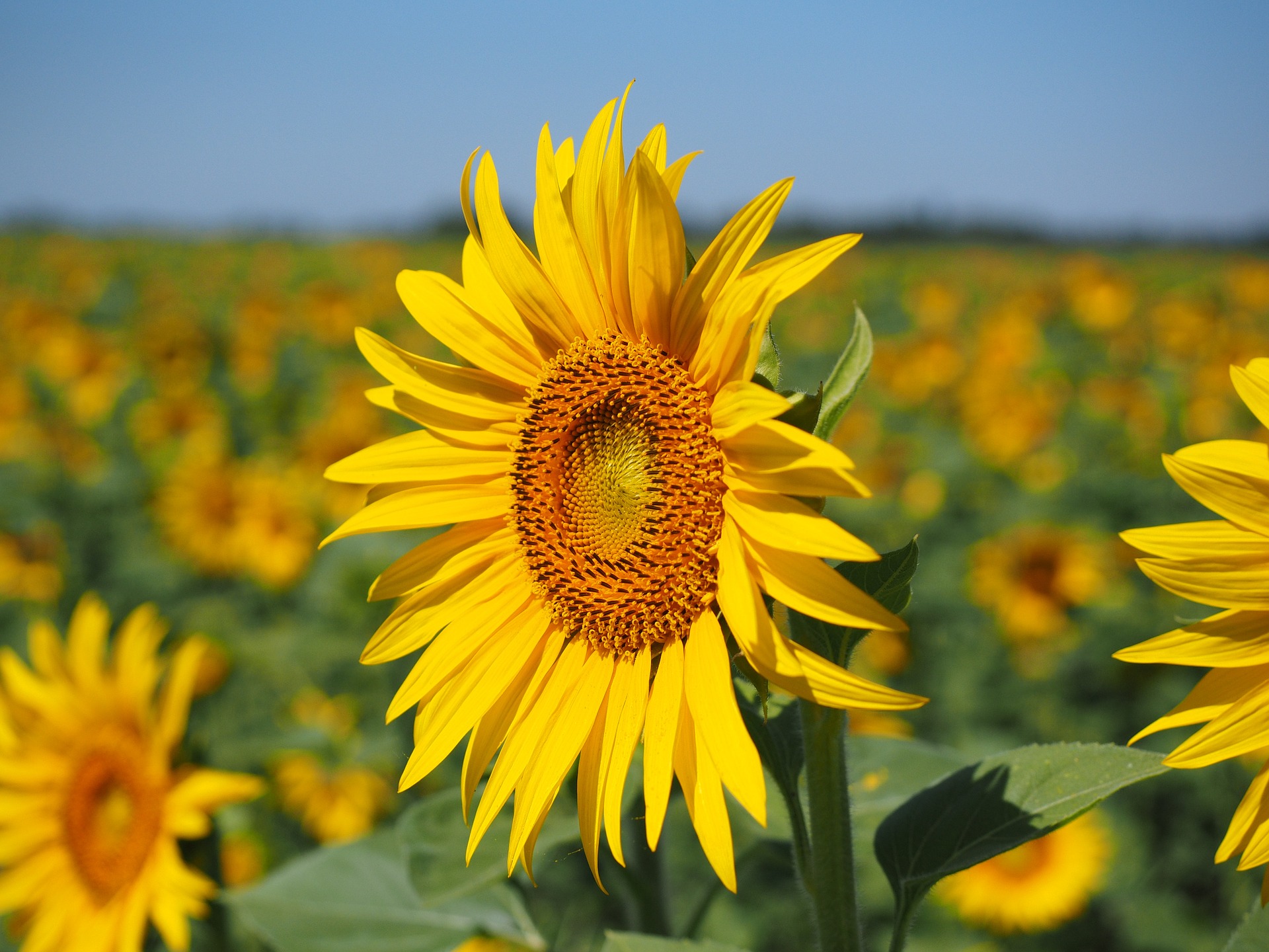 sunflower-1521864_1920.jpg