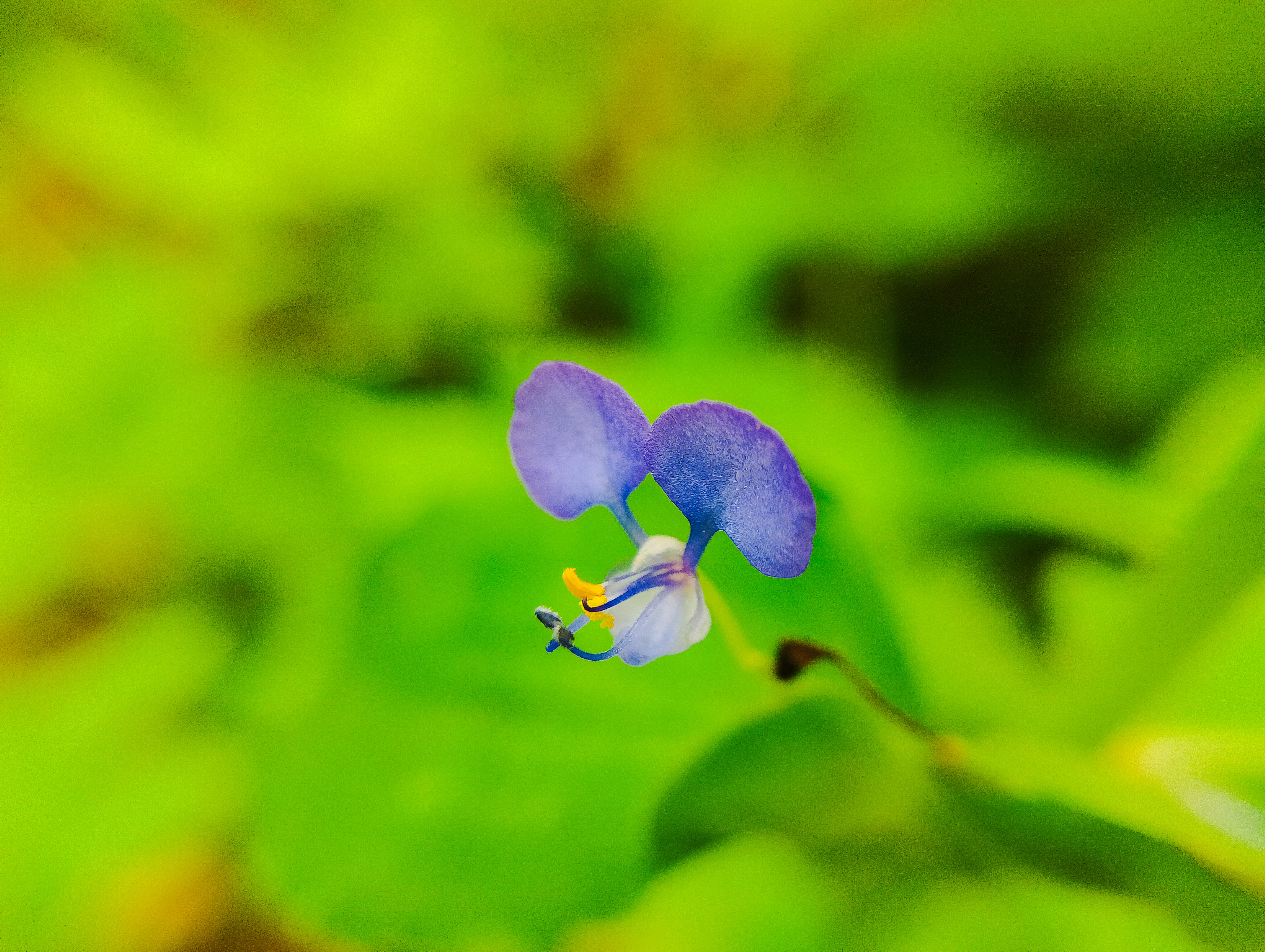 The Beauty of Detail in the Micro World | Macro Photography