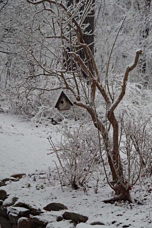 winter-photography-gardens-10.jpg