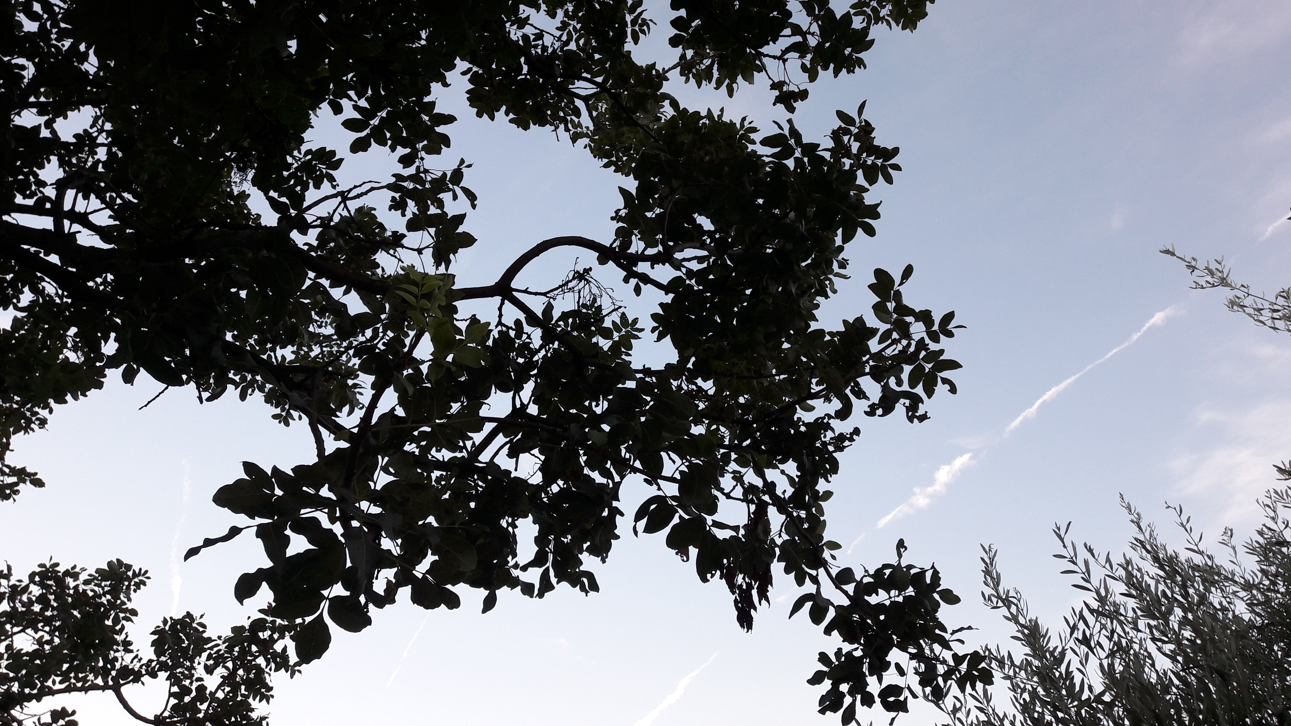 Flora-Tree-Forest-Publicdomain (9).jpg