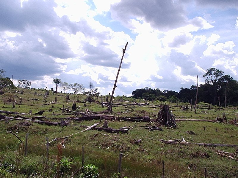 800px-Deforestation_of_Rainforest.jpg