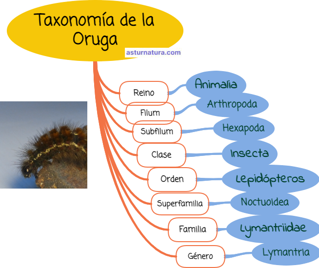 Taxonomía de la Oruga.png