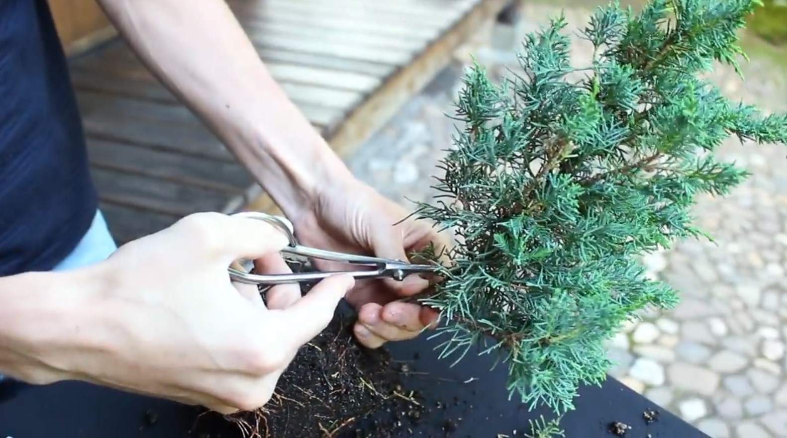 07.-Come-creare-un-ginepro-bonsai-cleaning-3.jpg