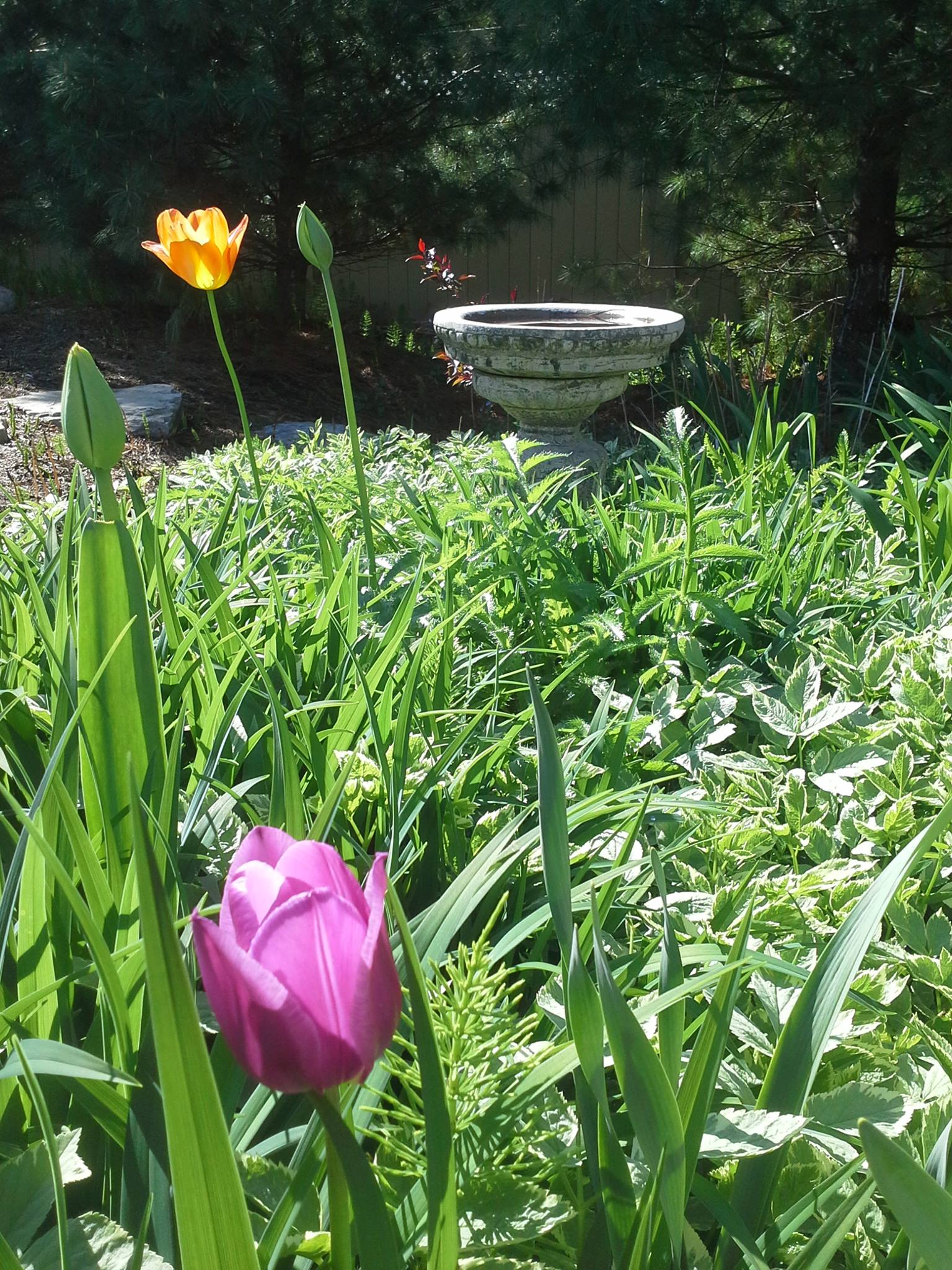 garden tulips.jpg