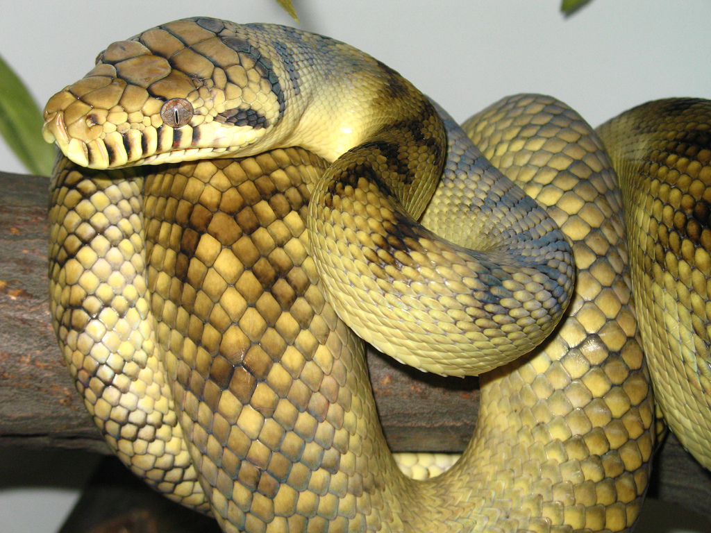 High-Yellow_Sorong_Amethystine_Scrub_Python.jpg