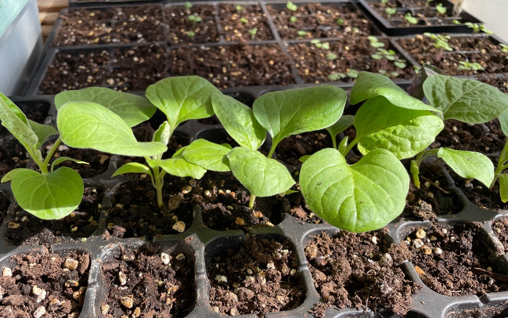 hive-garden-greenhouse-eggplant.jpg