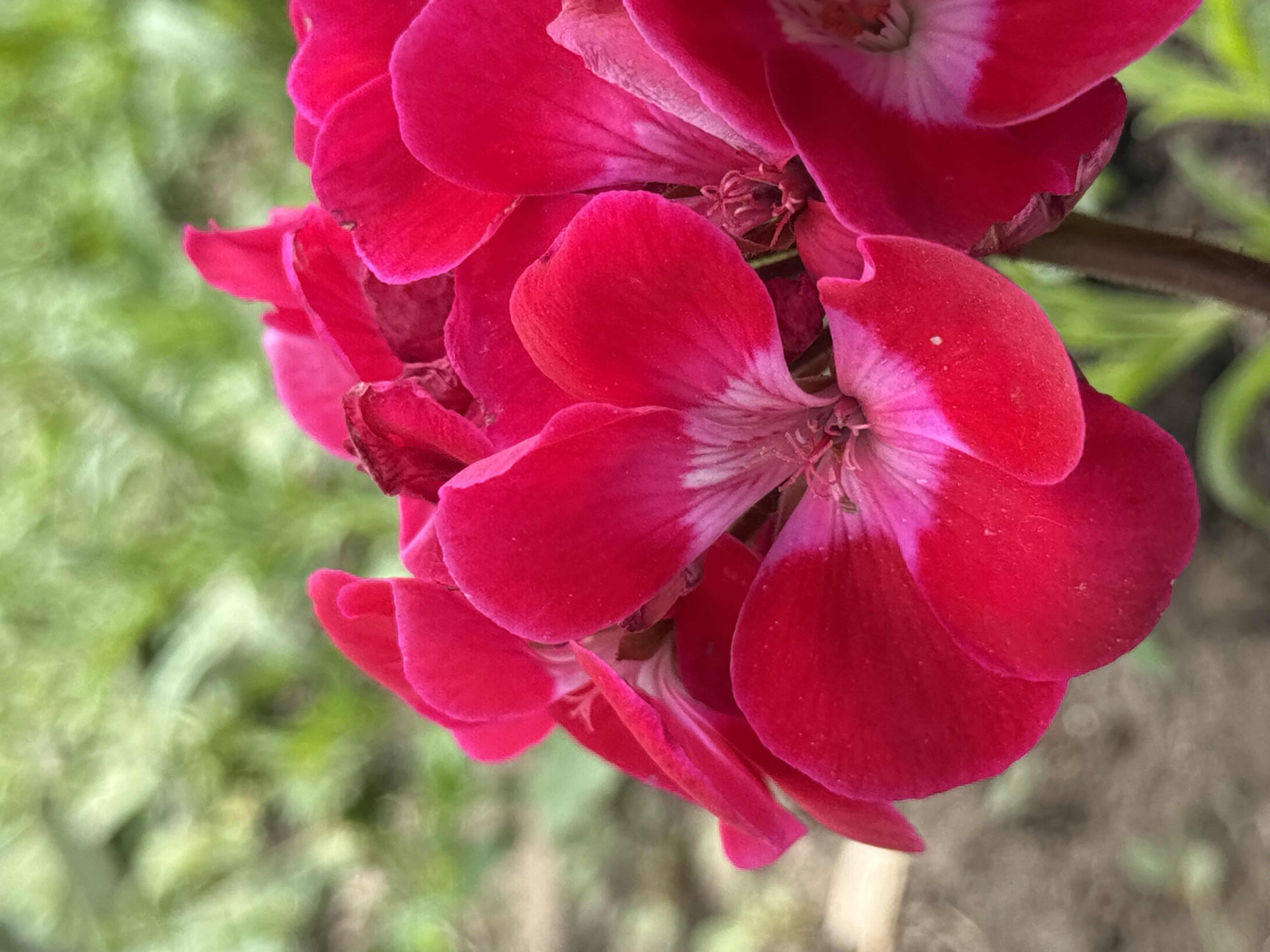 IMG_2800.jpeg