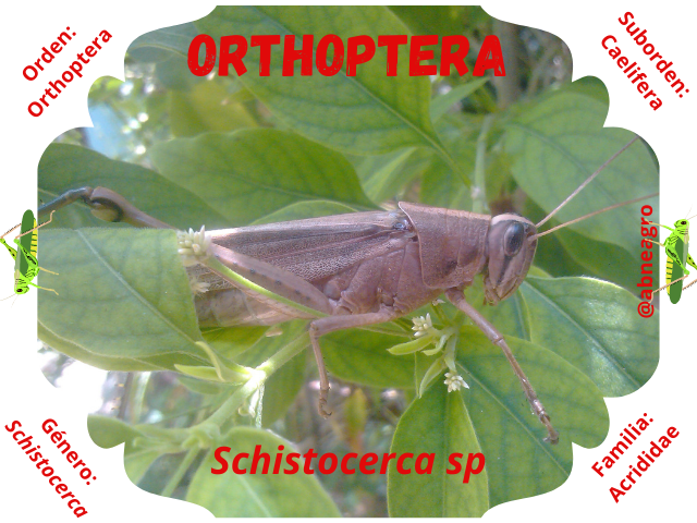 Orthoptera portada.png