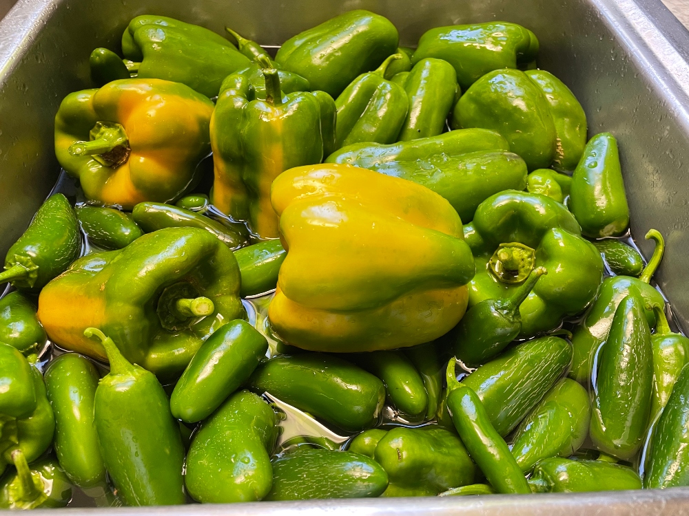 https://images.hive.blog/DQmcpisWuEbeKH8dwXxTu7s9W1f1aT4k4wkY9vpq1DmjnML/hive-garden-pepper-harvest.jpg