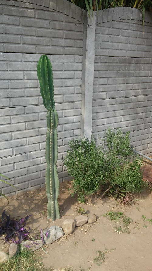 06.-Cactus-San-Pedro-11.png