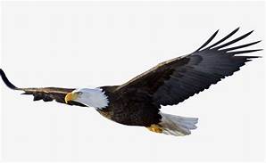 soaring eagle.jpg