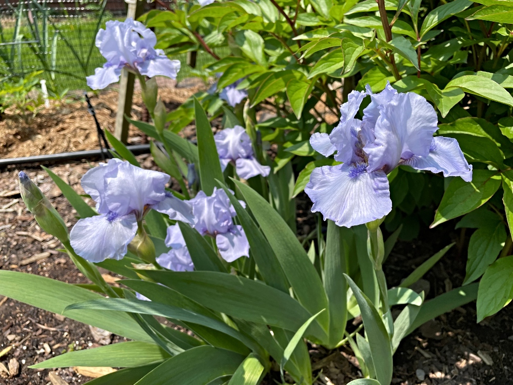 hive-garden-iris-1.jpg