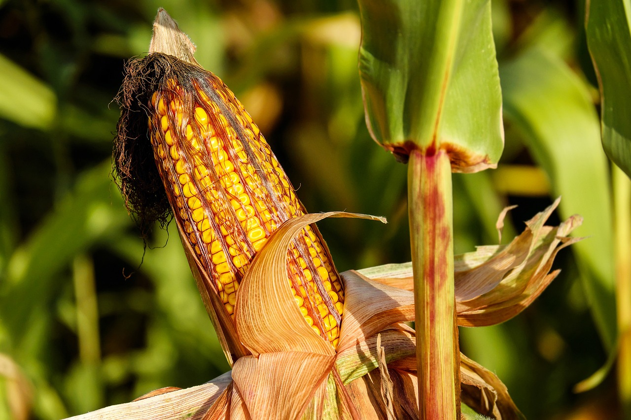 corn-1690387_1280.jpg