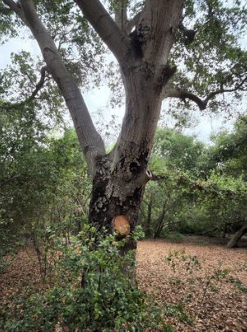 " " \" \"oak4 (2).jpg\"\"""