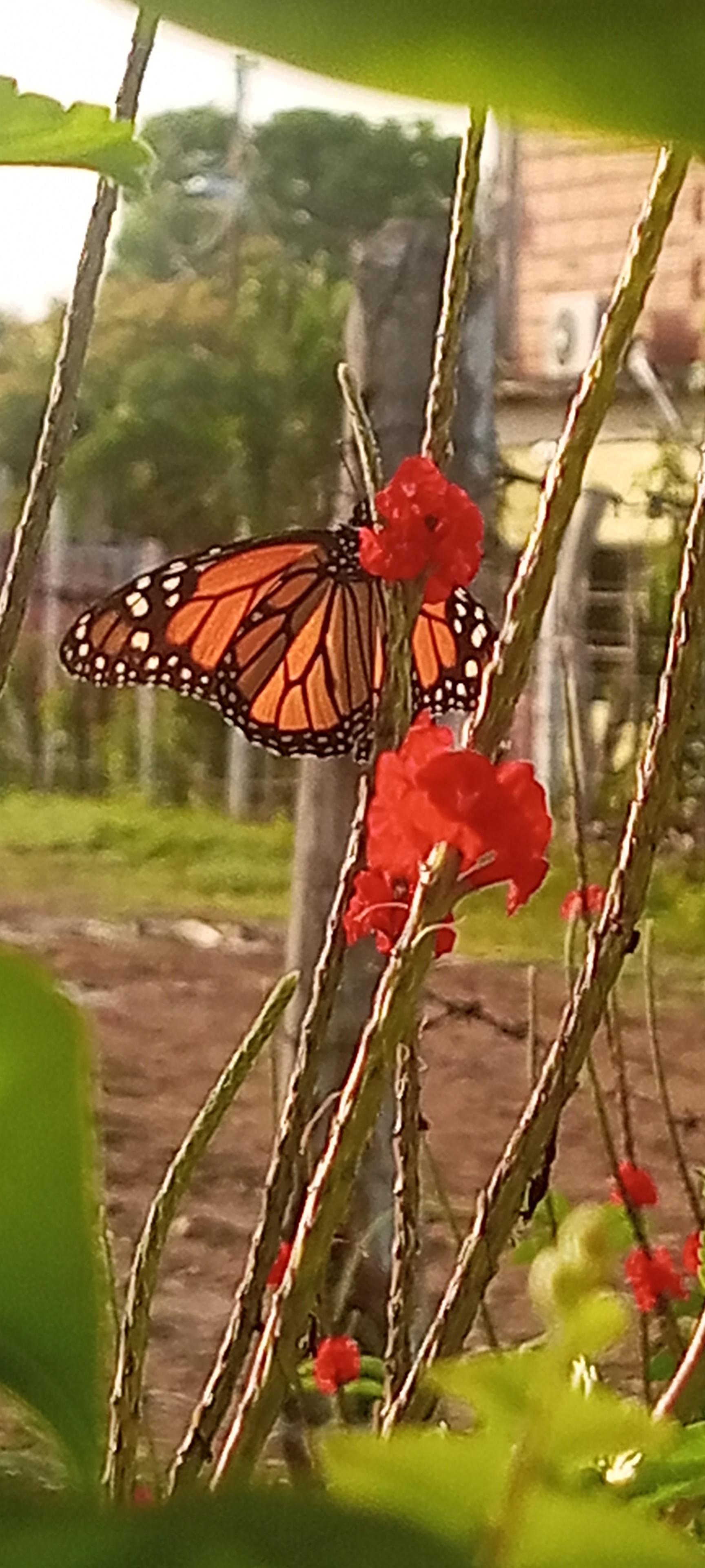 IMG_20250701_065141_134.jpg