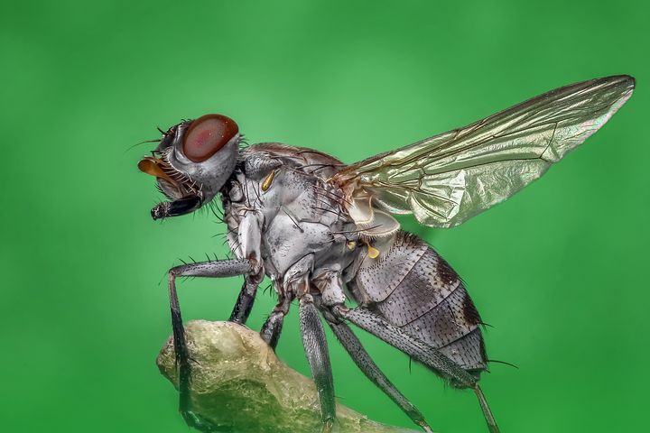 housefly-1122462__480.jpg