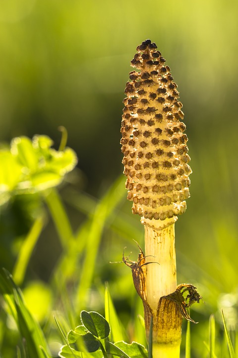 horsetail-3317968_960_720.jpg