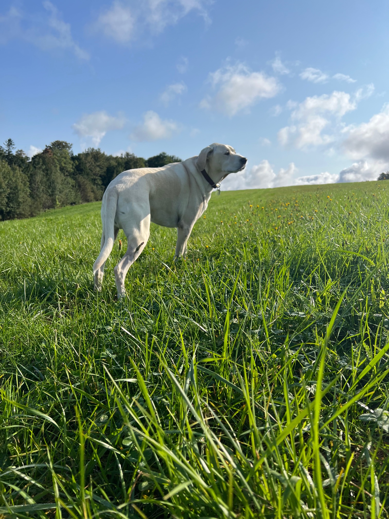 IMG_3483.jpeg