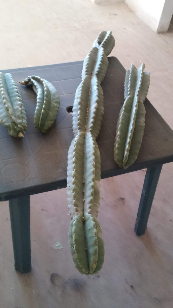 06.-Cactus-San-Pedro-9.png