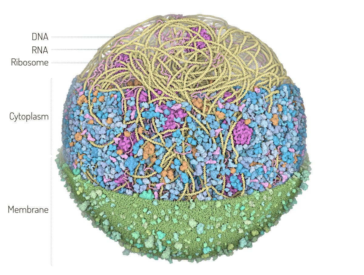 3layers_horizontal_dsgpalette_labels_green_membrane-1200x907-1.jpg