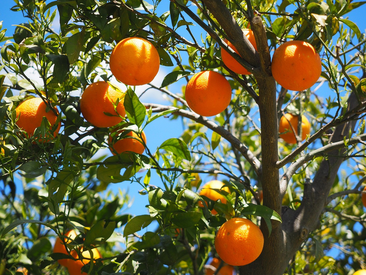 oranges-1117628_1280.jpg