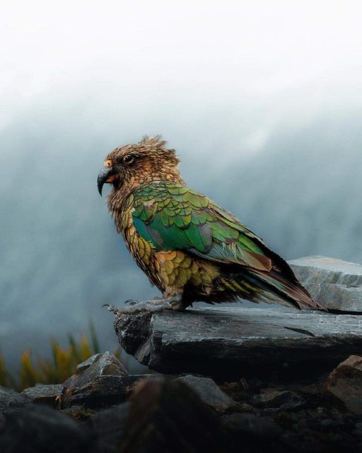 A beautiful Kea parrot in New Zealand 🇳🇿 courtesy by Long-Nong Huang - @long.explorer.jpg