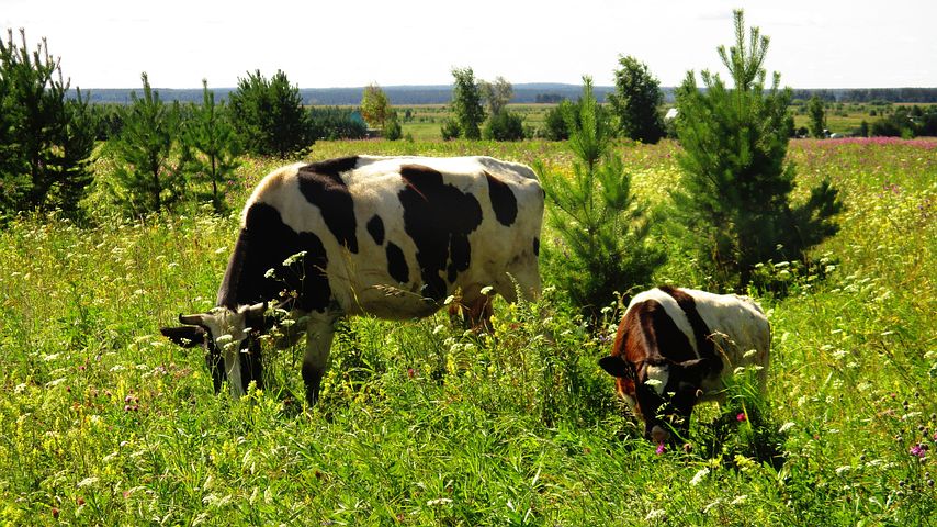 cow-3608250__480.jpg