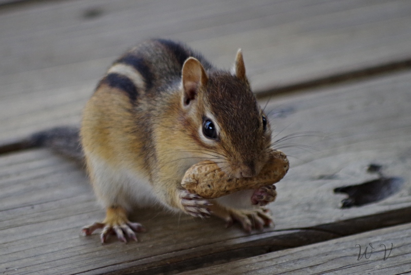 animal-photography-chipmunk-3.jpg