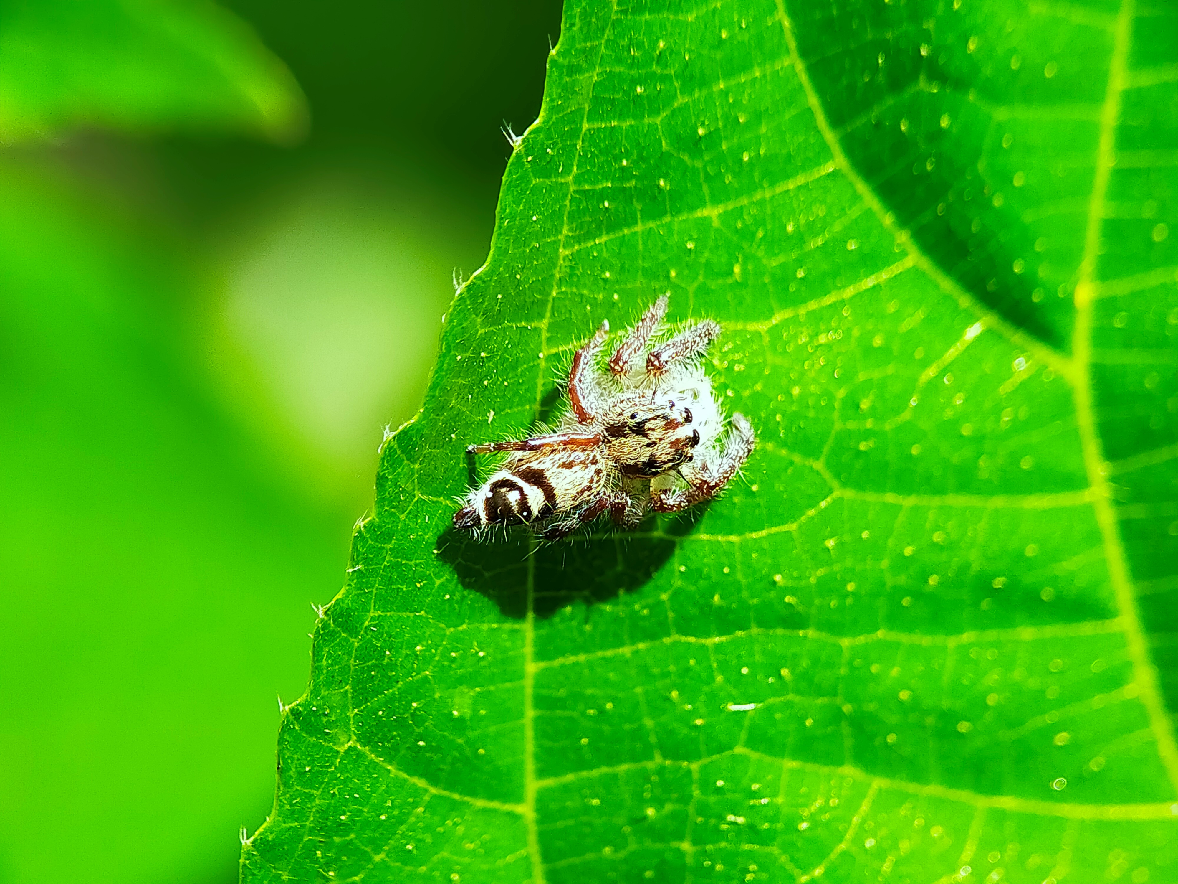 Jumping Spider (28).jpg