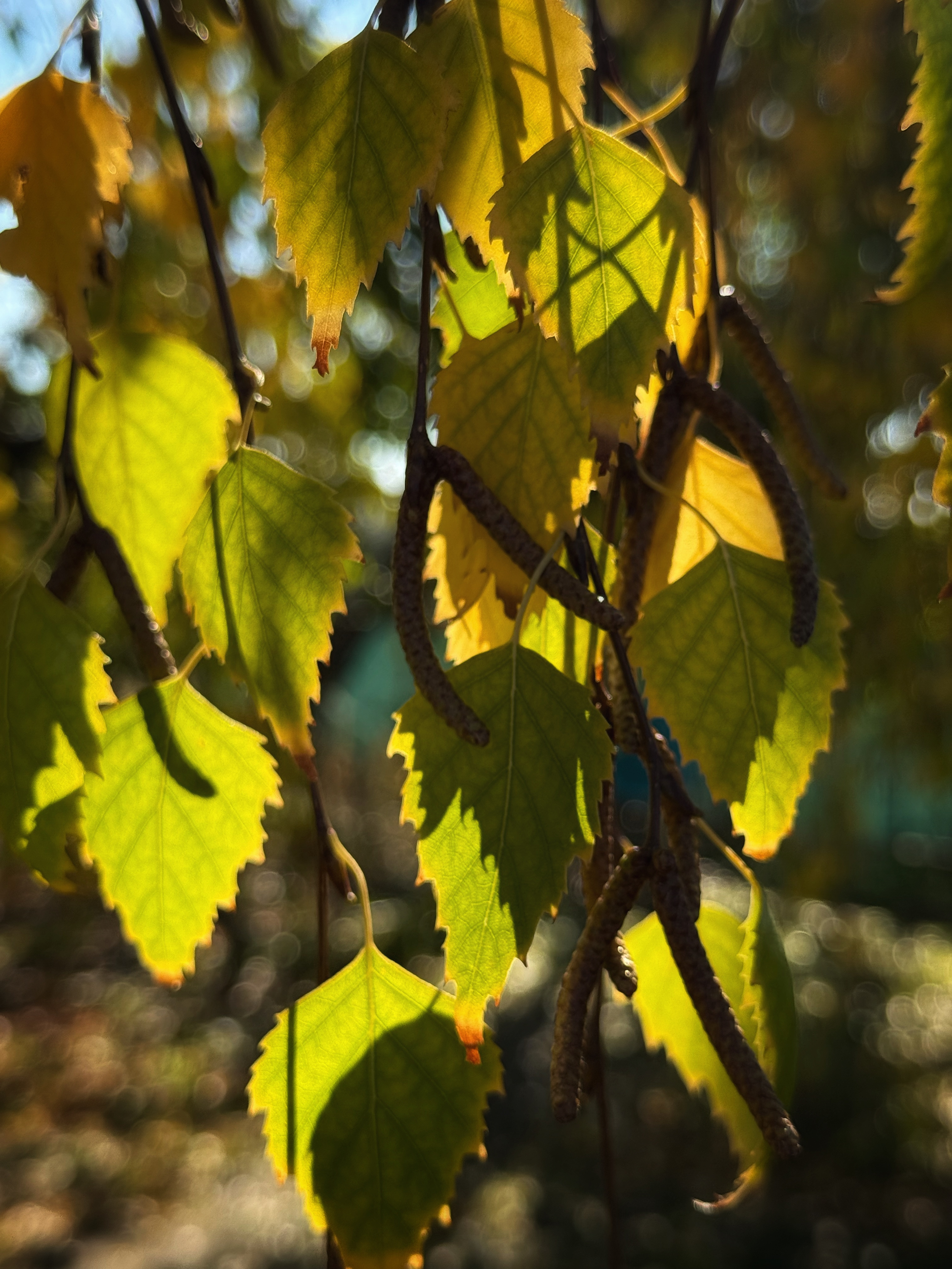 IMG_6284.jpeg