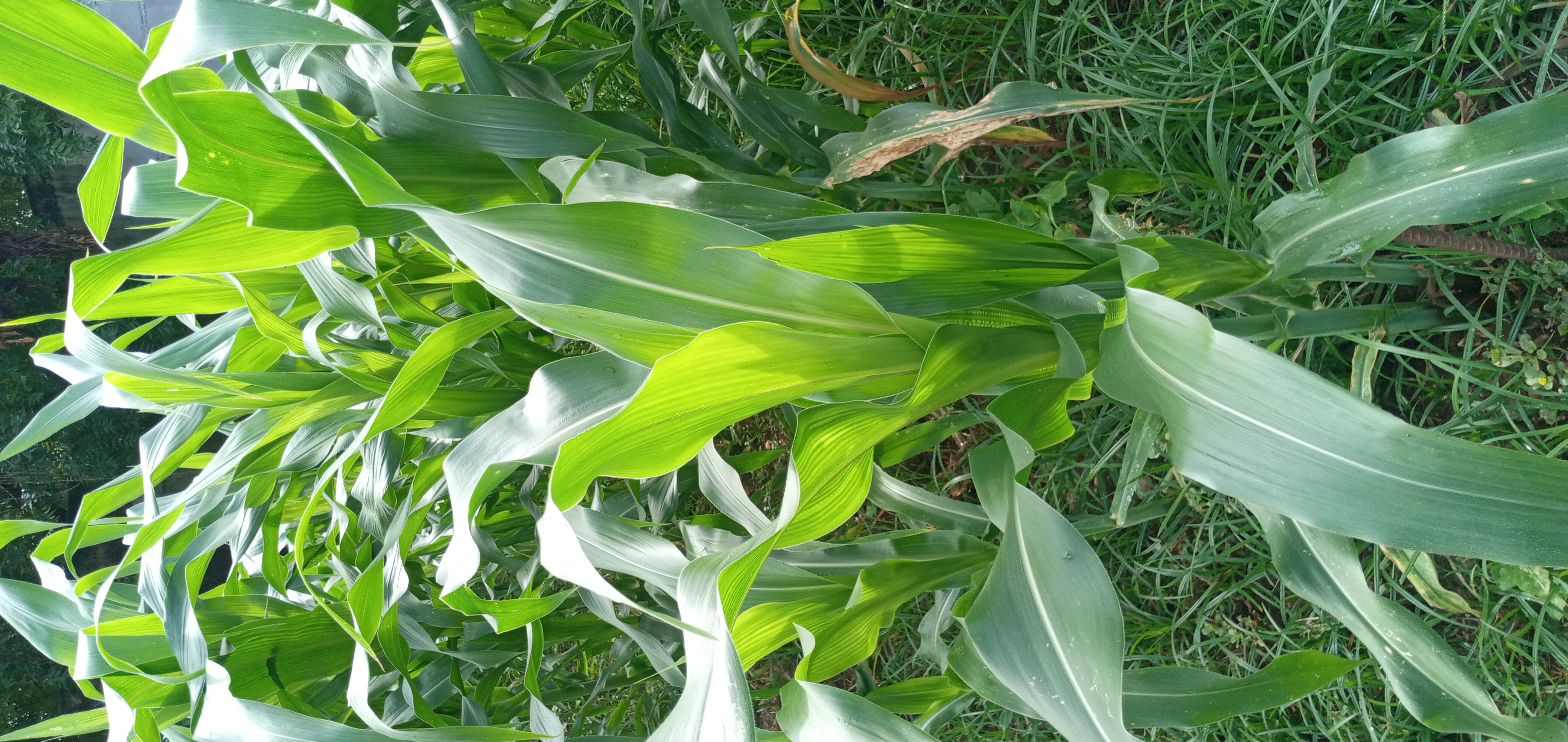 20250712_095557.jpg