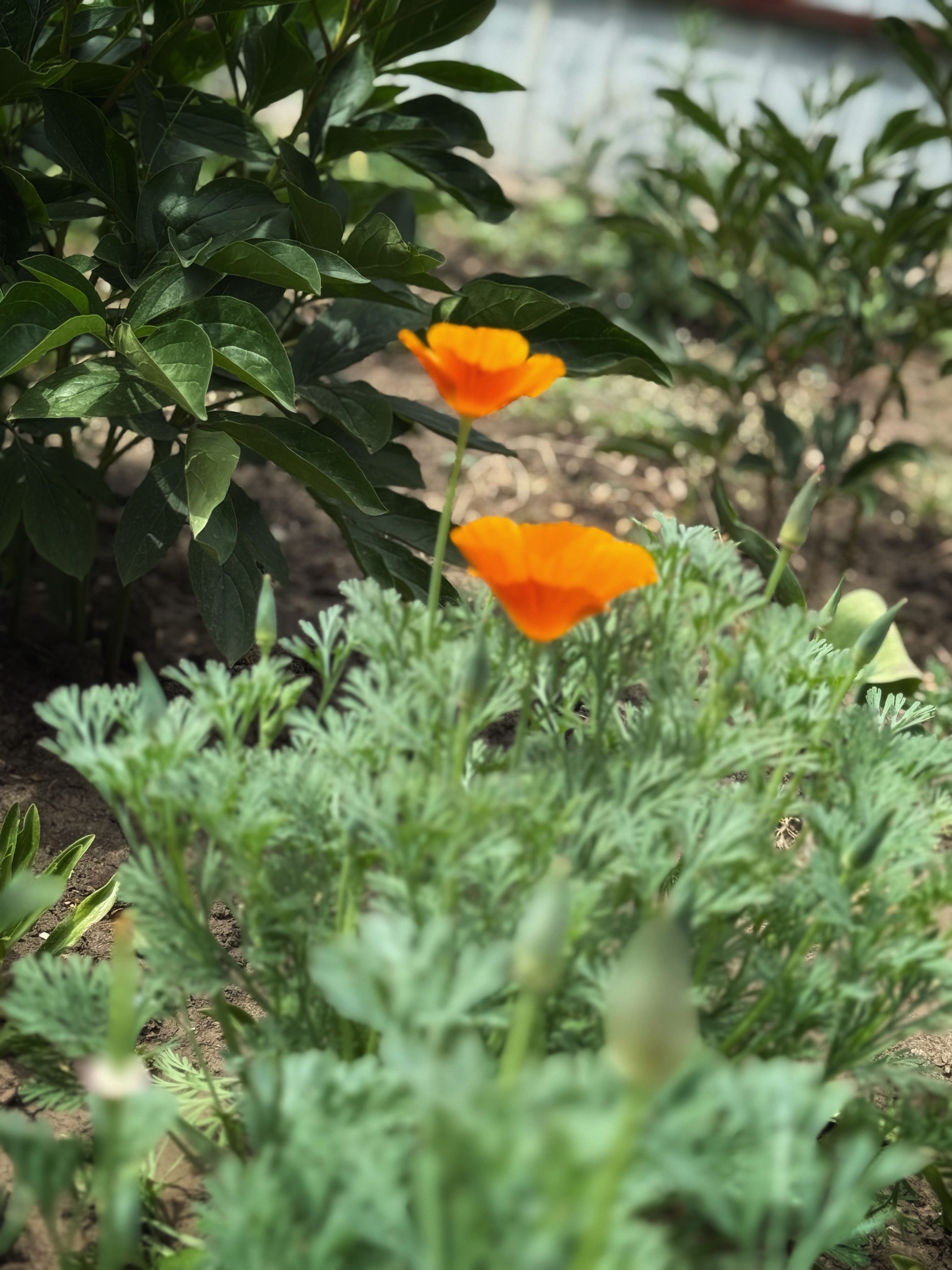 IMG_3277.jpeg