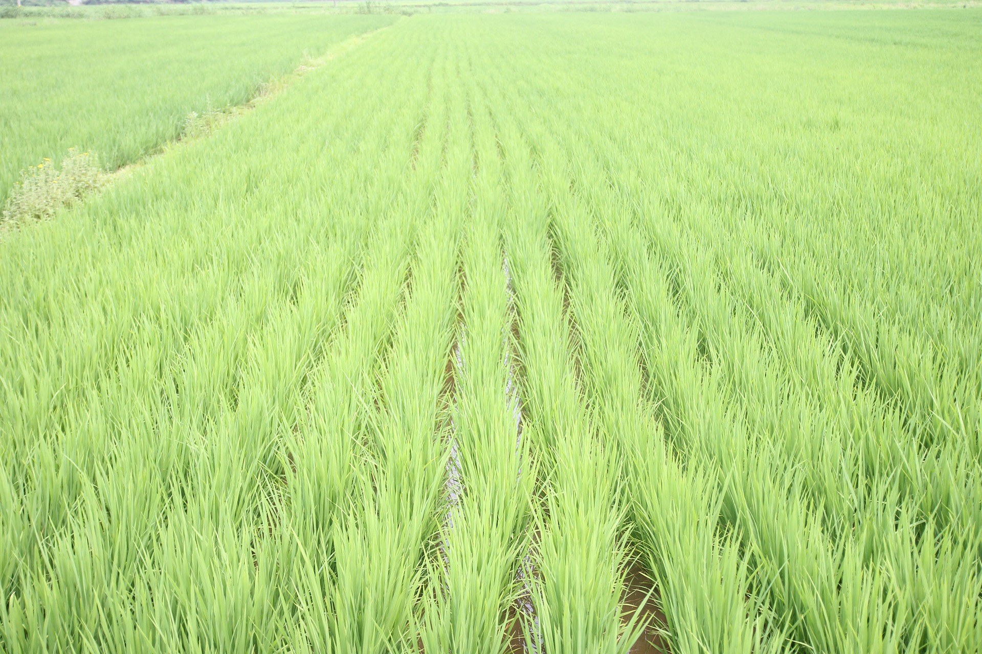 rice-field-g59571ab6c_1920.jpg