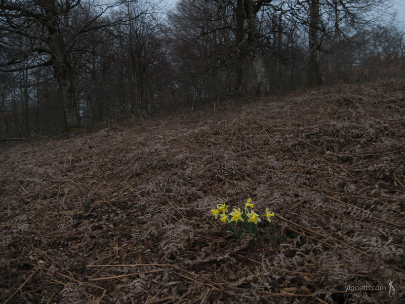 daffodils.webp