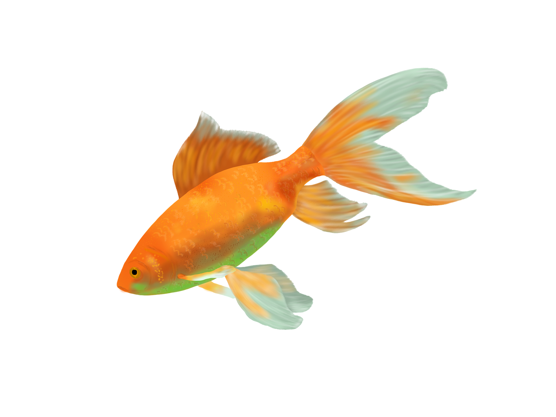 httpspixabay.comesillustrationspeces-de-colores-peces-oro-agua-799744.png