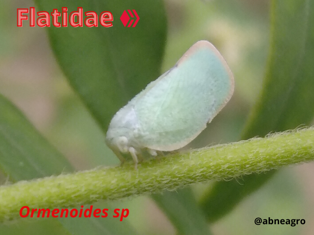 Automeris cf. jucunda (3).png
