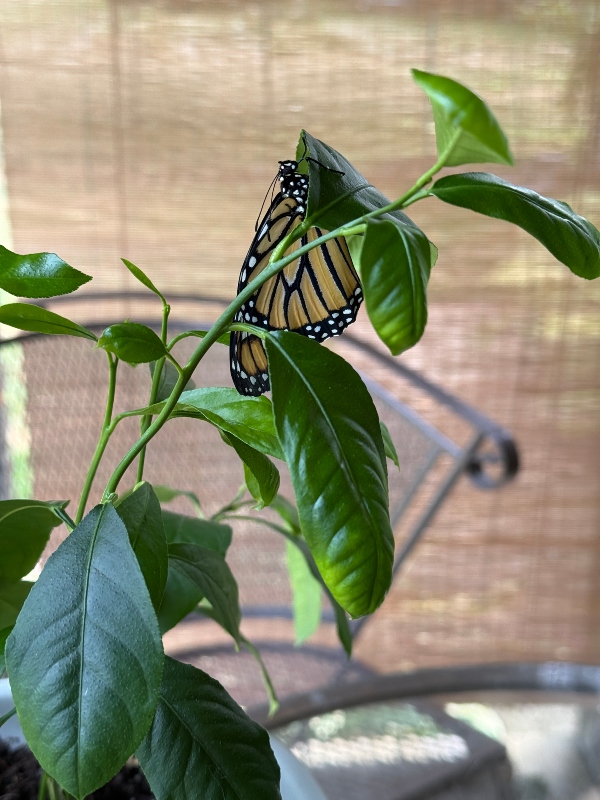 silverbloggers-monarch-butterfly-4.jpg