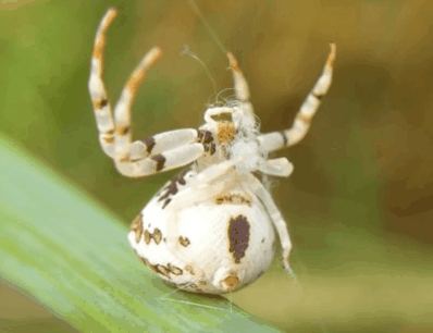 spider (1).gif