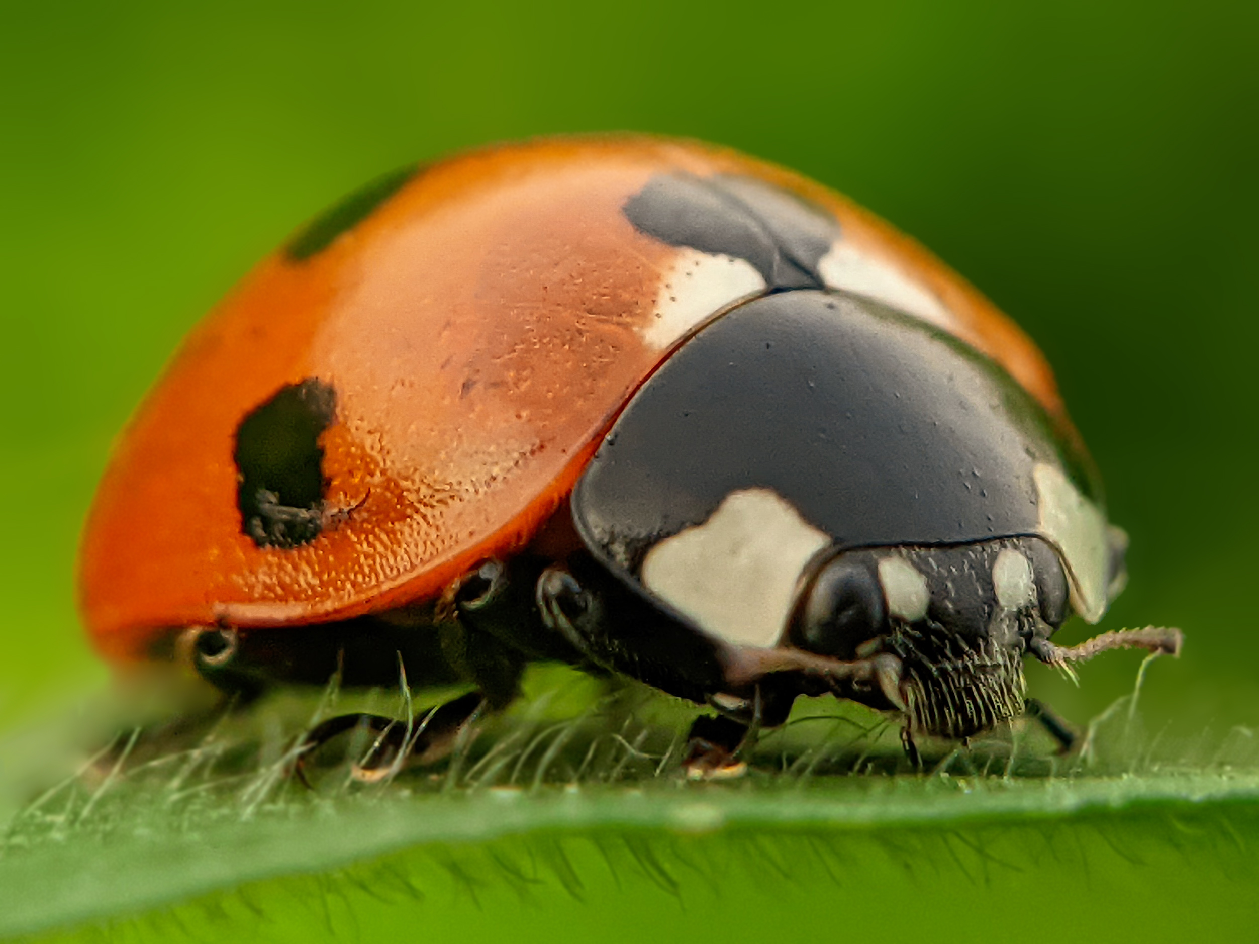 ladybird (7).jpg