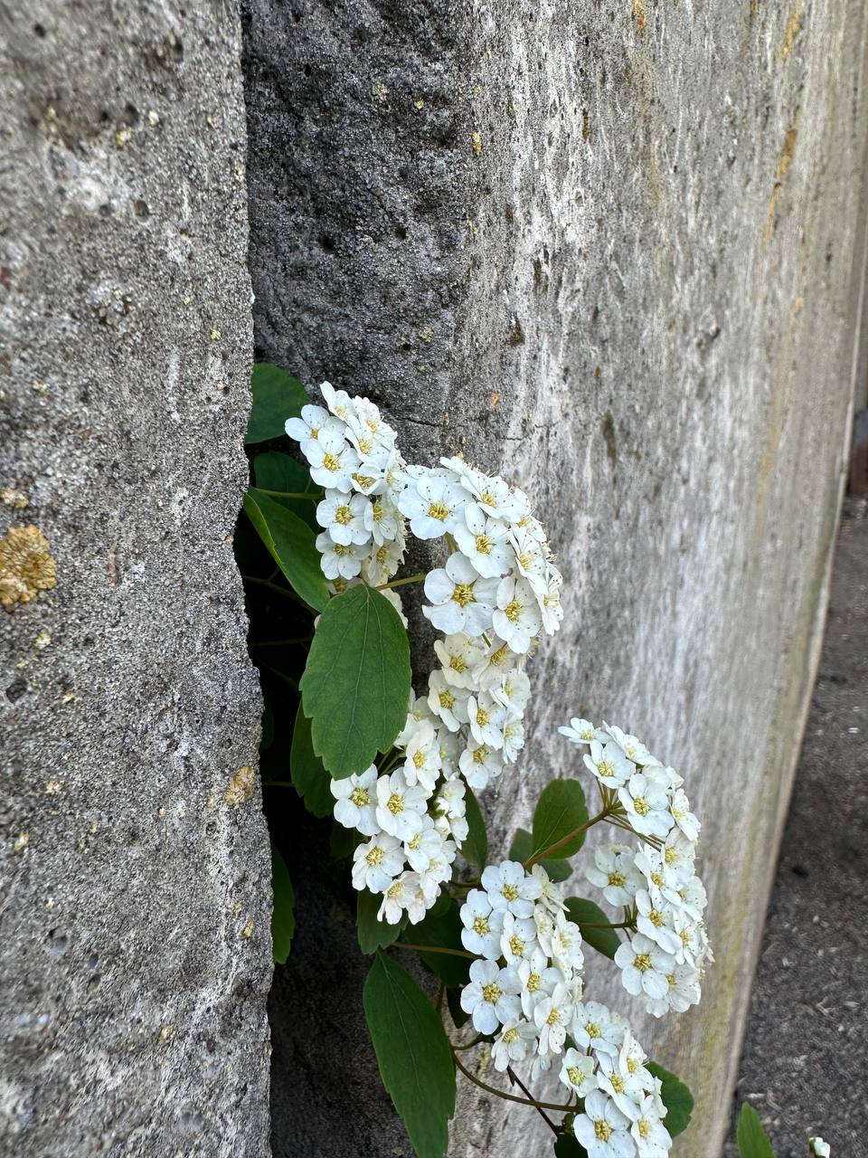 IMG_1297.jpeg