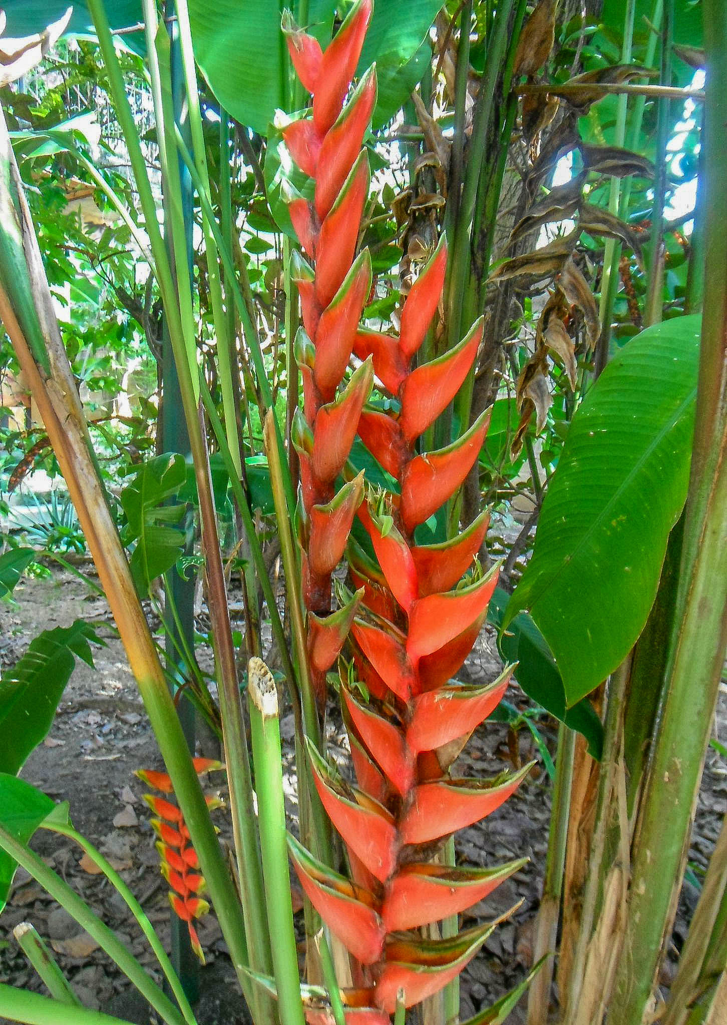 'Heliconia' genus plants - Plantas del género 'Heliconia'. — Hive