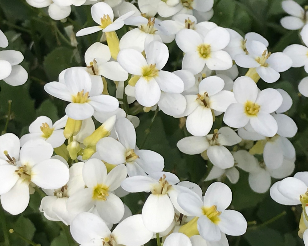 flowers-white-candytuft.jpg