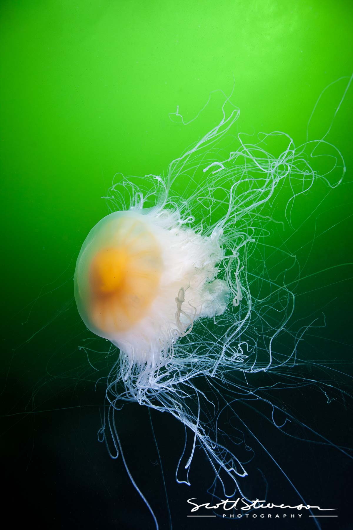 Fried Egg Jellyfish-5.jpg