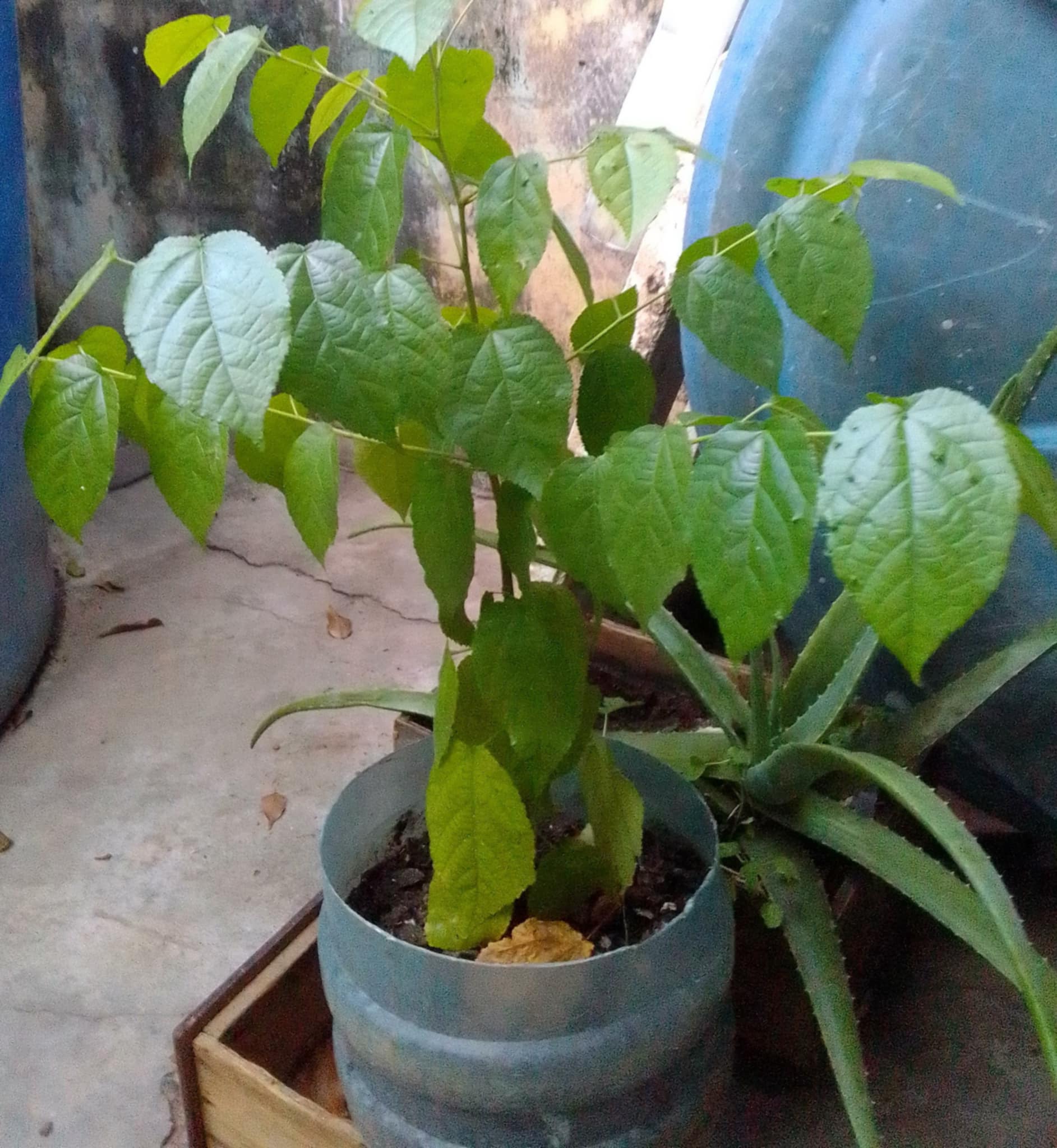 planta4.jpg