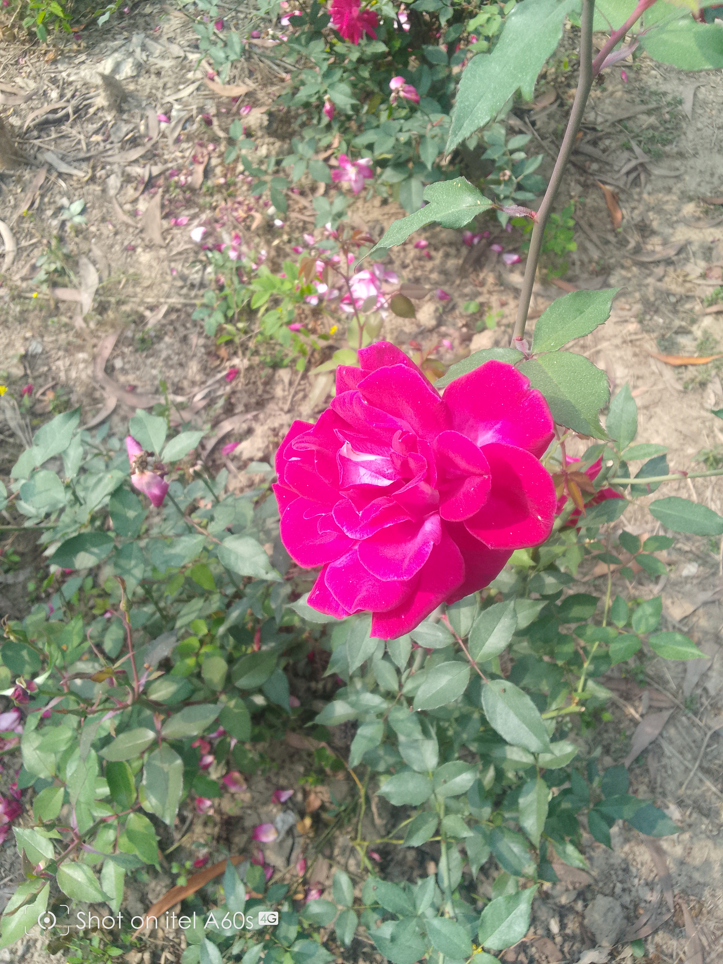 IMG_20250104_122541_287.jpg