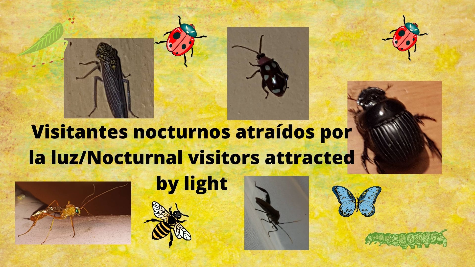 Visitantes nocturnos atraídos por la luz.jpg