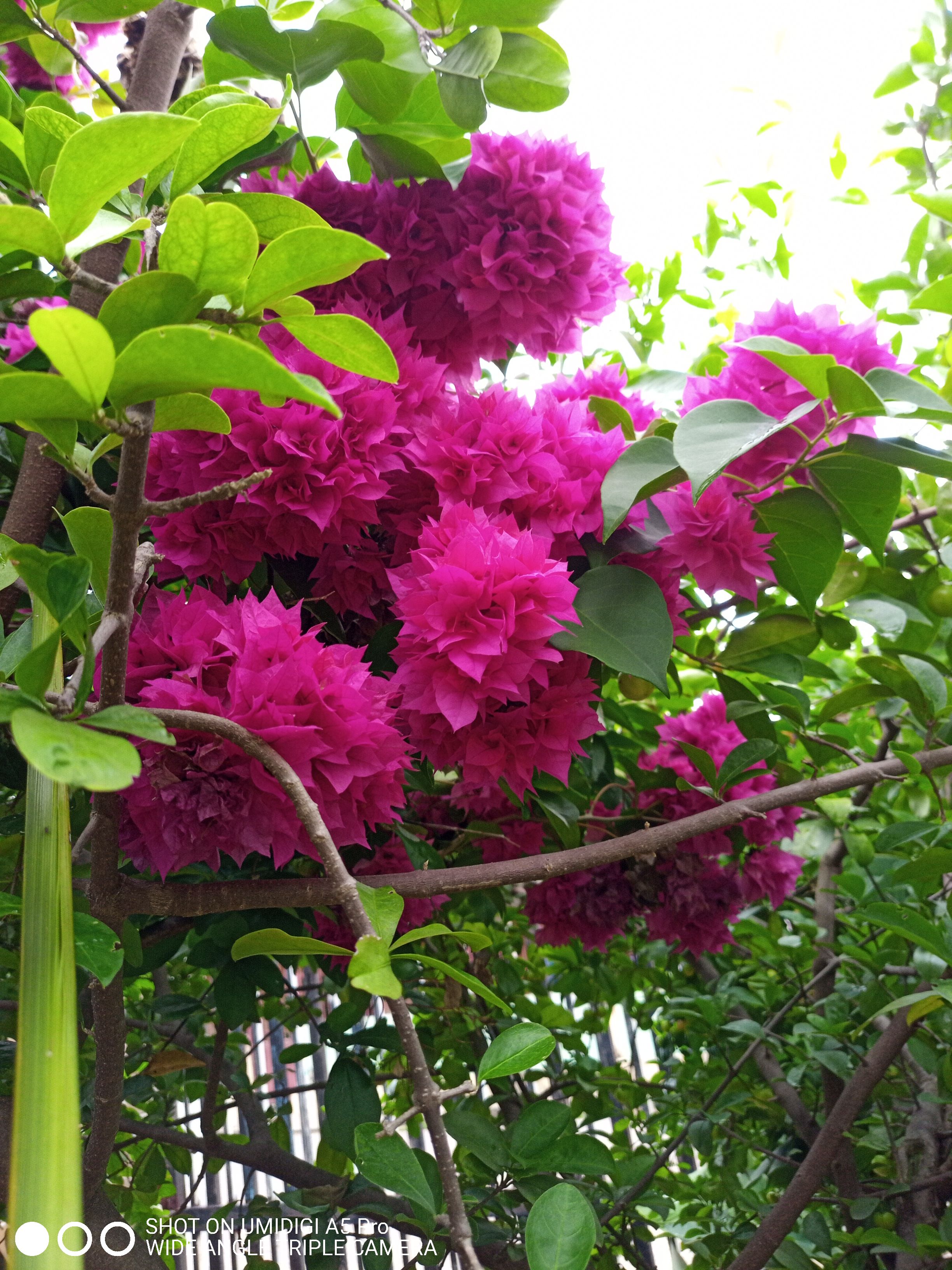 ESP-ENG FOTOGRAFIANDO LA FLOR TRINITARIA BOUGAINVILLEA SPECTABILIS ...