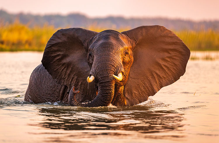 elephantsDANAVILA.jpg