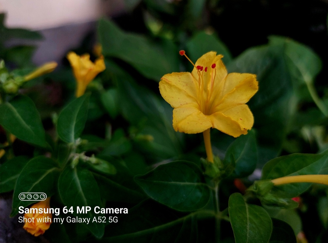 yellow-flower-photography-by-sandhyamalati-blurt